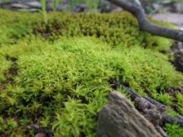 Attēlu rezultāti vaicājumam “Barbula unguiculata”