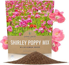 Image result for Papaver rhoeas 'Shirley'