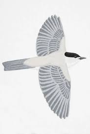 Attēlu rezultāti vaicājumam “Sylvia atricapilla”