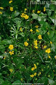 Attēlu rezultāti vaicājumam “Ranunculus auricomus flower”