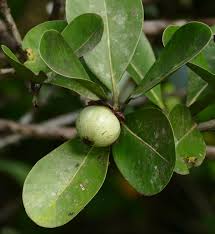 Attēlu rezultāti vaicājumam “Clusiaceae”
