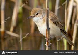 Image result for Acrocephalus arundinaceus