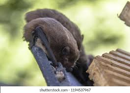 Attēlu rezultāti vaicājumam “Pipistrellus nathusii”