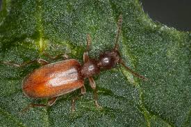 Attēlu rezultāti vaicājumam “Anthicidae”