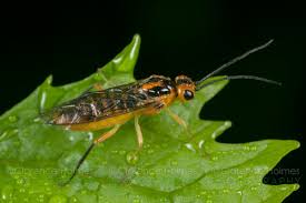 Attēlu rezultāti vaicājumam “Nematus salicis”