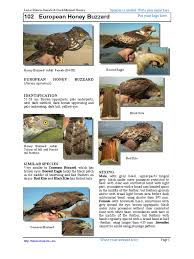 Attēlu rezultāti vaicājumam “Pernis apivorus adult”