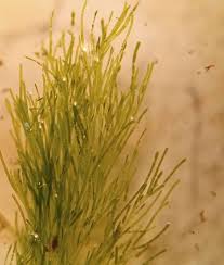 Attēlu rezultāti vaicājumam “Cladophora glomerata”