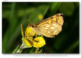 Attēlu rezultāti vaicājumam “Carterocephalus palaemon”