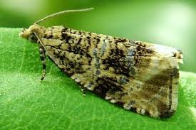 Attēlu rezultāti vaicājumam “Celypha siderana”