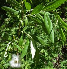 Attēlu rezultāti vaicājumam “Salix x doniana”