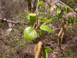 Attēlu rezultāti vaicājumam “Betula pendula flower”