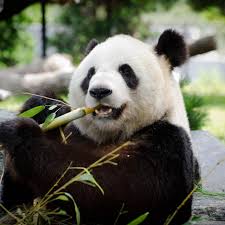 Image result for pandas