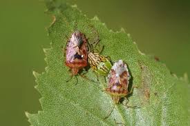 Attēlu rezultāti vaicājumam “Elasmucha grisea”