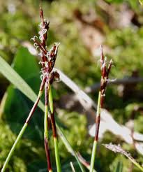 Attēlu rezultāti vaicājumam “Carex digitata”