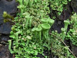 Attēlu rezultāti vaicājumam “Cladonia fimbriata”