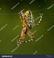 Attēlu rezultāti vaicājumam “Aculepeira ceropegia”