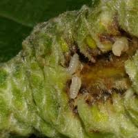 Attēlu rezultāti vaicājumam “Contarinia petioli”