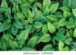 Attēlu rezultāti vaicājumam “Pulmonaria saccharata leaf”