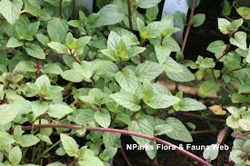 Attēlu rezultāti vaicājumam “Mentha x piperita”