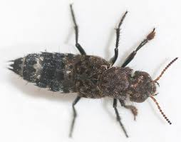 Attēlu rezultāti vaicājumam “Ontholestes murinus”