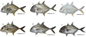 Image result for Caranx ignobilis