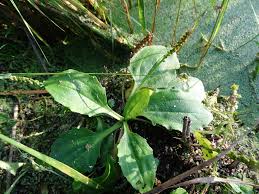 Attēlu rezultāti vaicājumam “Plantago major subsp. intermedia leaf”
