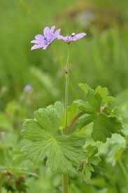Attēlu rezultāti vaicājumam “Geranium pyrenaicum”