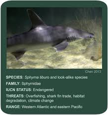 Image result for Sphyrna tiburo