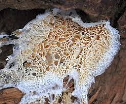 Attēlu rezultāti vaicājumam “Postia sericeomollis”