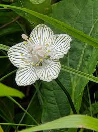 Attēlu rezultāti vaicājumam “Parnassia palustris fruit”