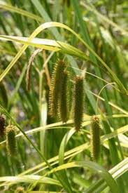 Attēlu rezultāti vaicājumam “Callitriche verna flower”
