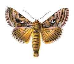 Attēlu rezultāti vaicājumam “Rusina ferruginea male”