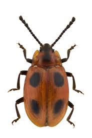 Attēlu rezultāti vaicājumam “Endomychus coccineus”