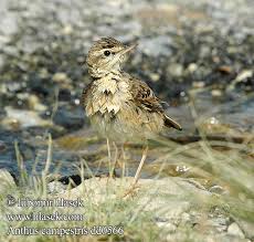 Image result for Anthus campestris