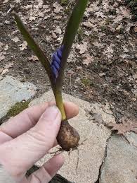 Attēlu rezultāti vaicājumam “Scilla siberica bud”