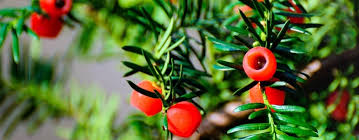 Attēlu rezultāti vaicājumam “Taxus baccata”