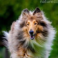 Attēlu rezultāti vaicājumam “Canis lupus familiaris”