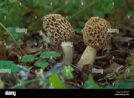 Attēlu rezultāti vaicājumam “Morchella esculenta”