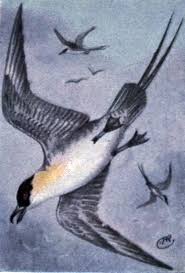 Image result for Sterna acuflavida