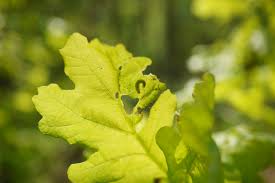 Attēlu rezultāti vaicājumam “Operophtera”