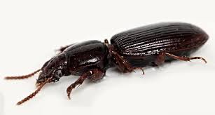 Attēlu rezultāti vaicājumam “Clivina fossor”