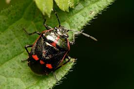 Attēlu rezultāti vaicājumam “Eurydema oleracea”