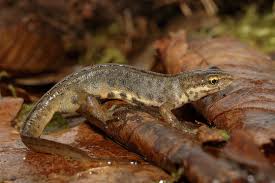 Attēlu rezultāti vaicājumam “Triturus vulgaris female”