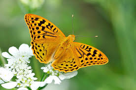 Attēlu rezultāti vaicājumam “Argynnis paphia”