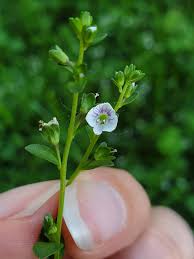Attēlu rezultāti vaicājumam “Veronica serpyllifolia”