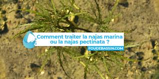 Attēlu rezultāti vaicājumam “Najadaceae”