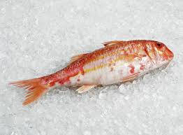 Image result for Mullus surmuletus