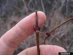 Attēlu rezultāti vaicājumam “Viburnum opulus bud”