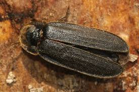 Attēlu rezultāti vaicājumam “Phosphaenus hemipterus male”