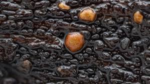 Attēlu rezultāti vaicājumam “Comatricha ellae”